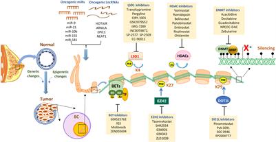 Epigenetic modulation of antitumor immunity and immunotherapy response in breast cancer: biological mechanisms and clinical implications